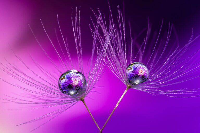 beaute pacifique