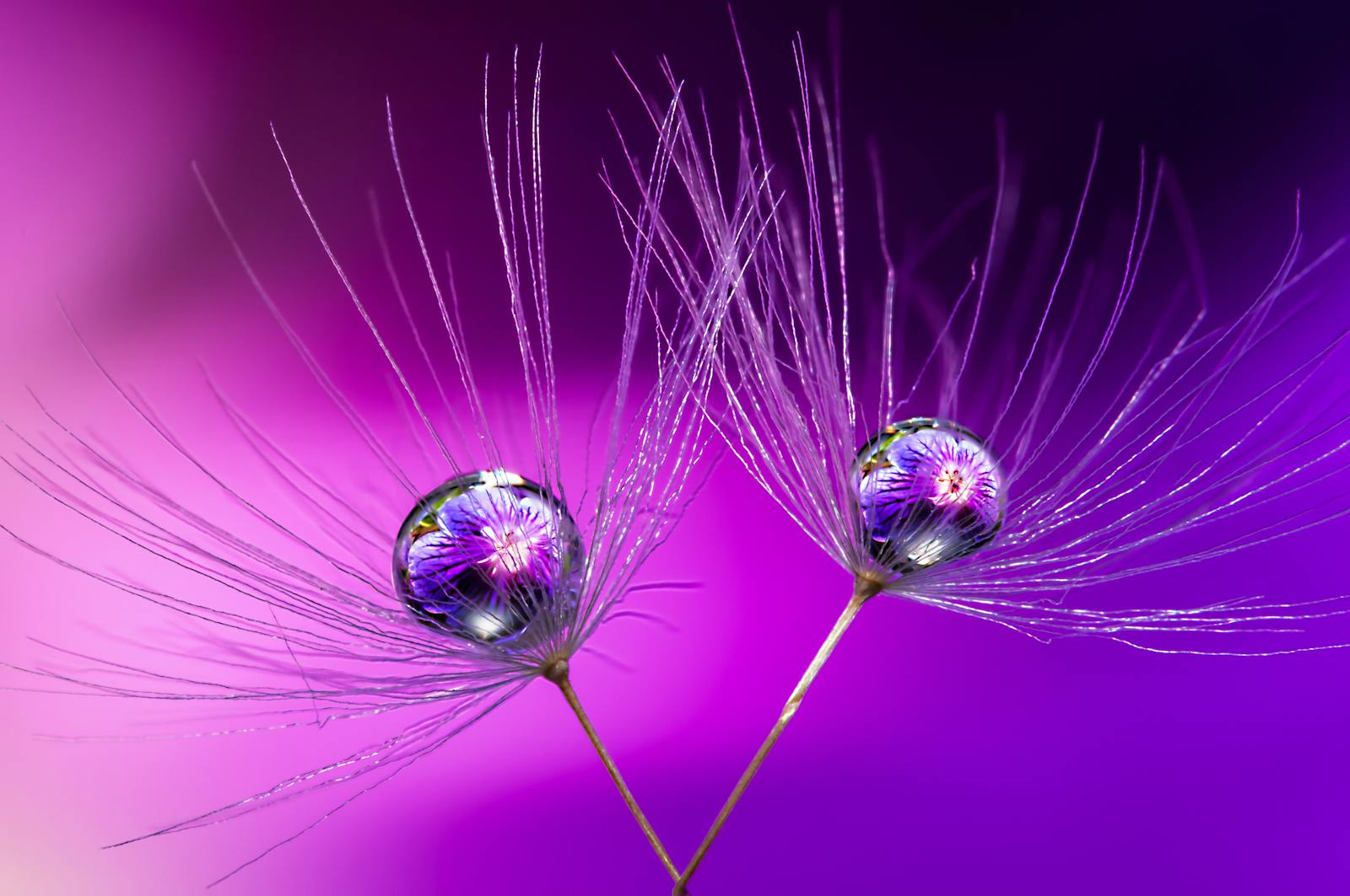 beaute pacifique