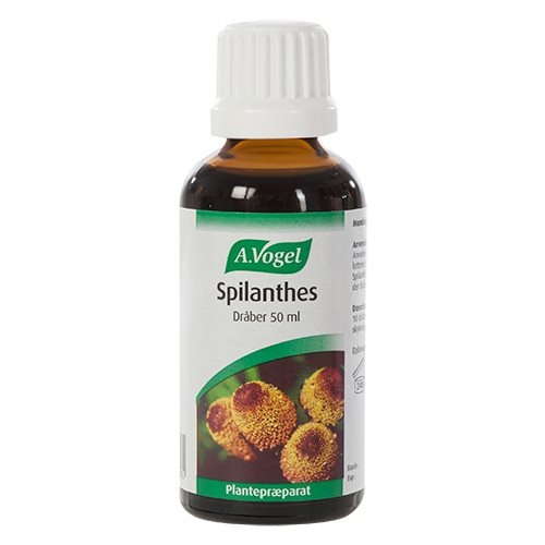 Spilanthes 1 Spilanthes