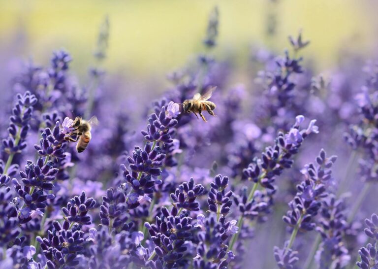 bier og lavendel