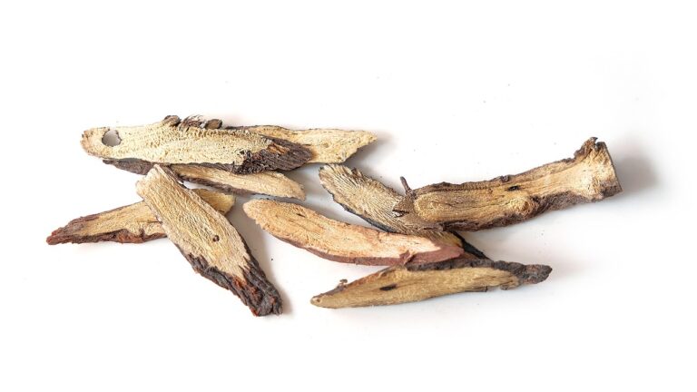 Lakridsplanter licorice, culinary herbs, ingredients