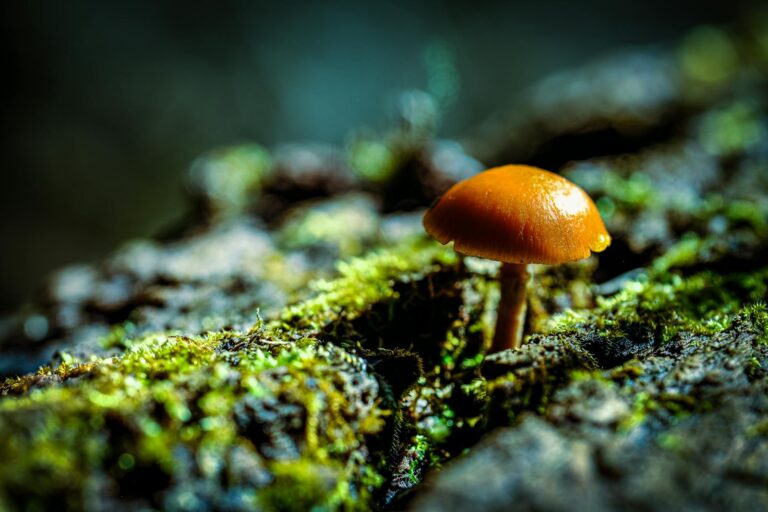 biodiversitet