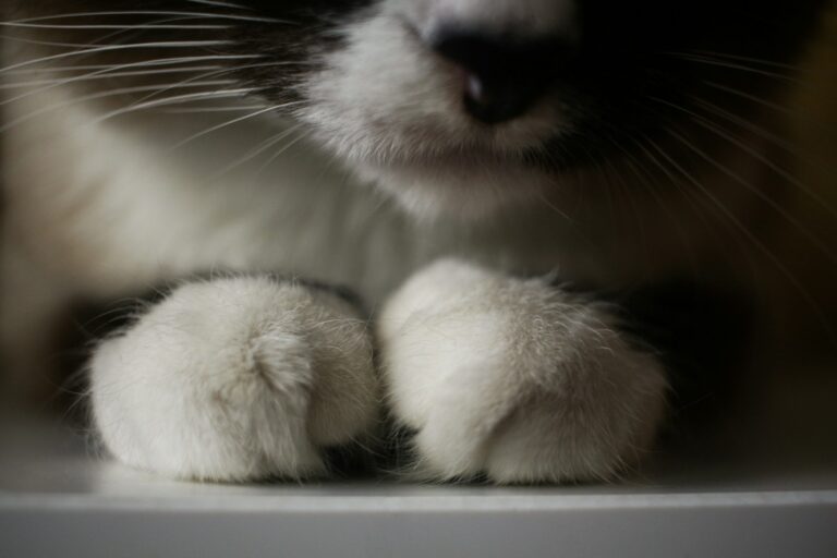 fluffy